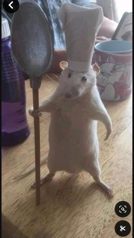 the image belonging to the link